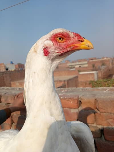 Heera Madi for sale 03061266202