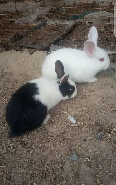 rabbits  ky bache  4piece   for sale 03020729311