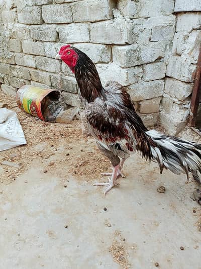 aseel mianwali patha for sale