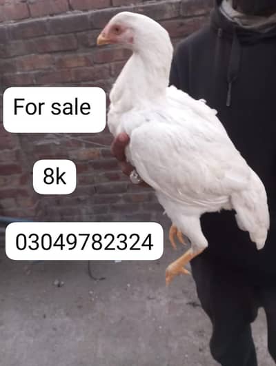 pure heera breed export quality