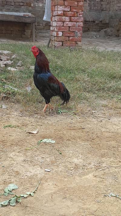 pure aseel amroha red and black with 2 colors