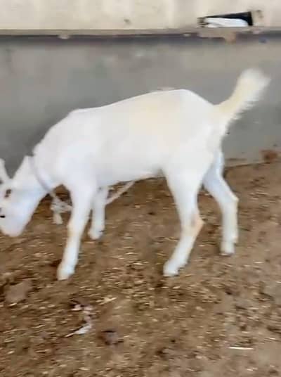 zero size Teddy Goat