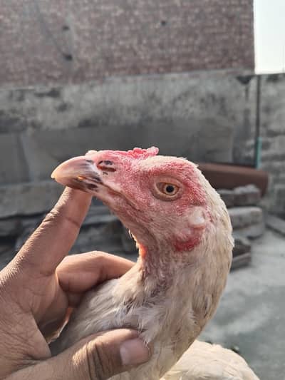 Heera Cheeni Madi 03214922010