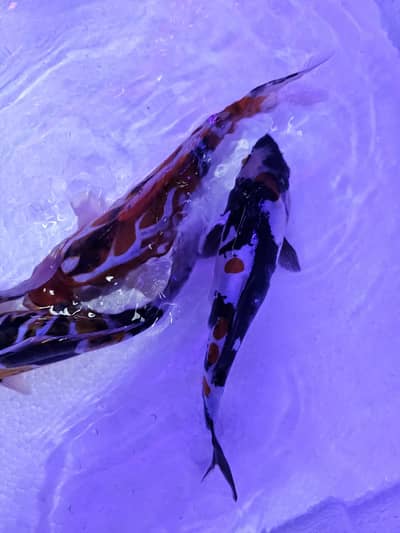 Imported Show Quality Koi