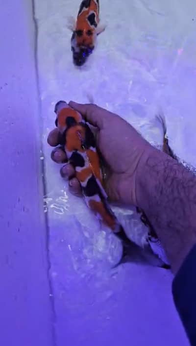 Imported Show Quality Koi