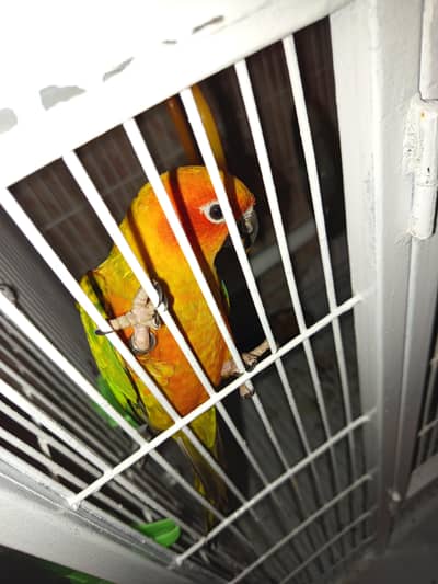 Sun cunuor Parrot