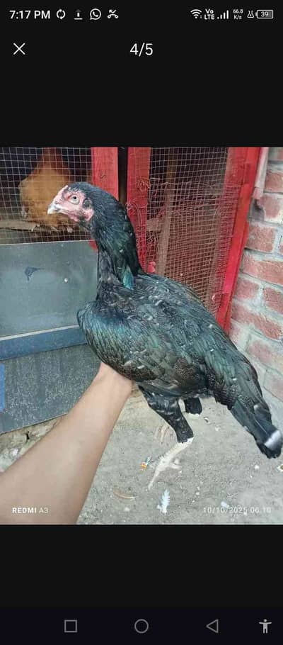 Ahsan Lahori bird shok