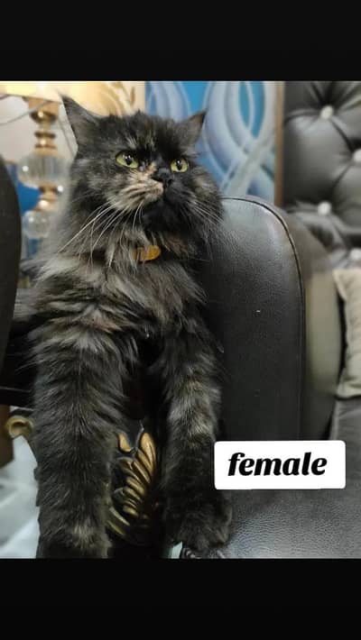 High quality Pure Persian Cat For Sale