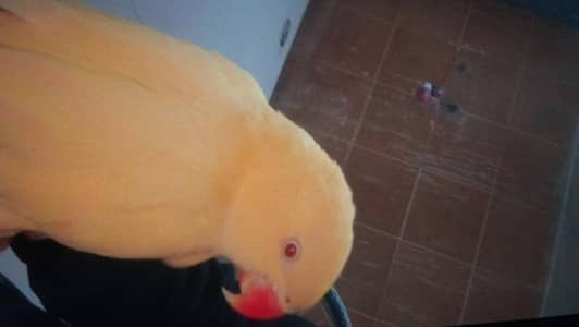 yellow ring neck female