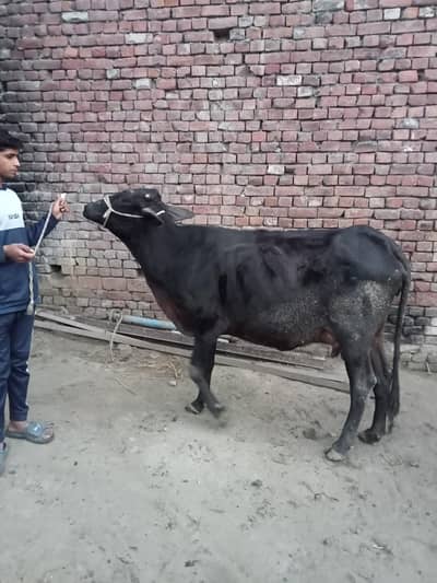 cow for sell