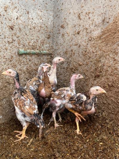 japenese hint male  or Thai cross madi