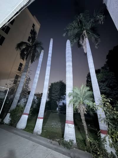 Plam trees full grown