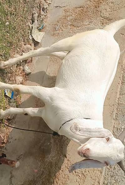 white Beauty 2 khassi bakre