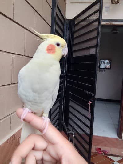 Malai tame single sun conure