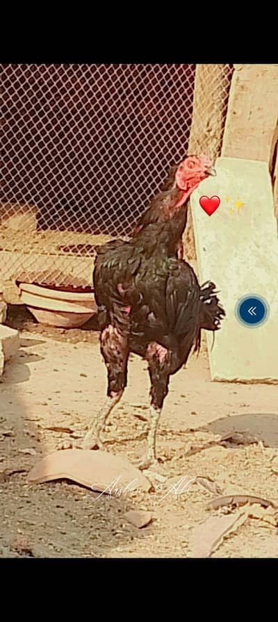 thai cross murga for sale