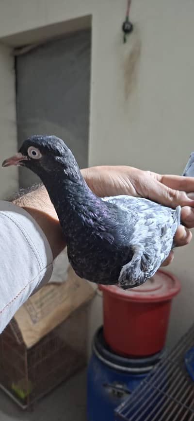 Tadi bachy Quality Birds