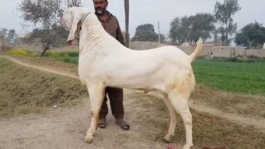 Desi Bakra for sale WhatsApp (03274970754)