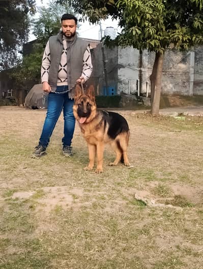show class gsd female