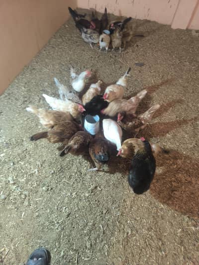 Golden Misri Murgiyan For sale