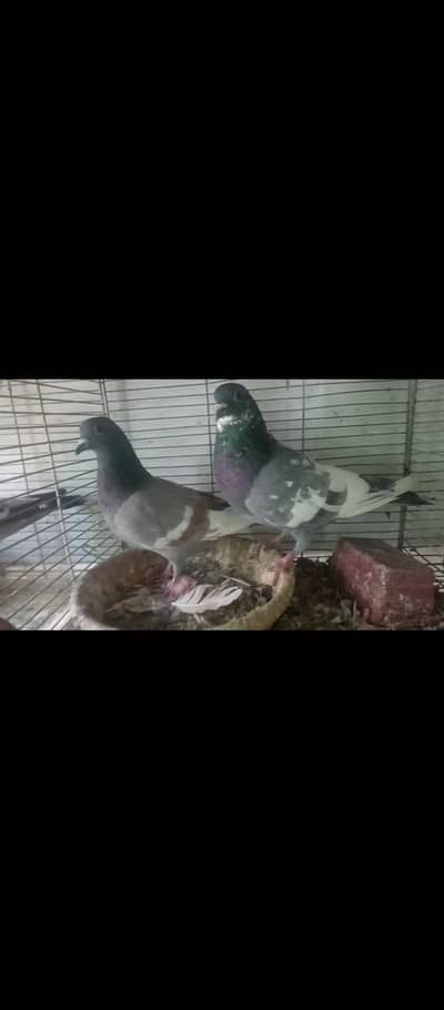 gulabi lal band kala desi khaal