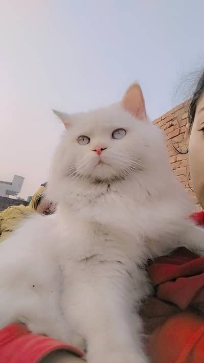 Persian cat available