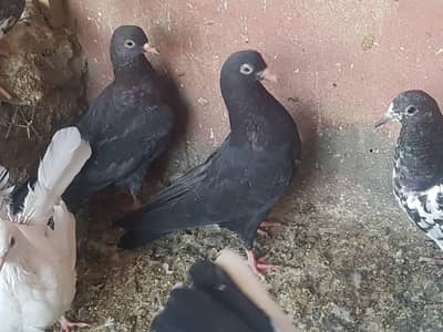 Mix Pigeon For Sell
