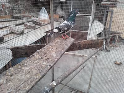 breeder male dab wala