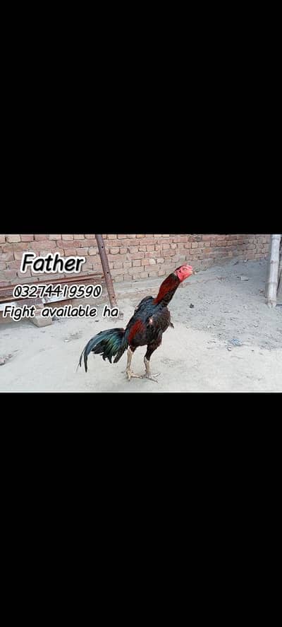 Imported Thai chicks