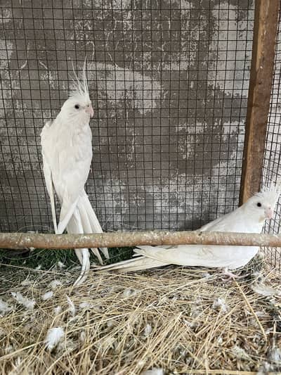 Cockatiel red eyesbreeder pair