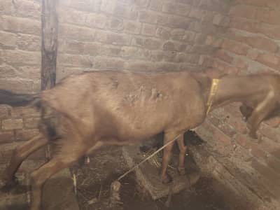 desi betal gabhan bakri  03085845569