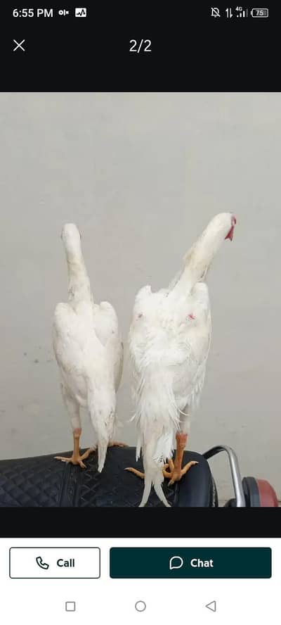 breed aseel heera my WhatsApp number 03410473472