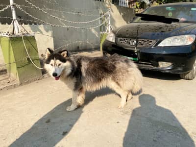 Siberian Husky Male  |  Husky Blue Eyes  | Husky Male Dog For Sale |