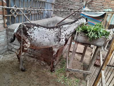 Pure makkhi chine  gaban