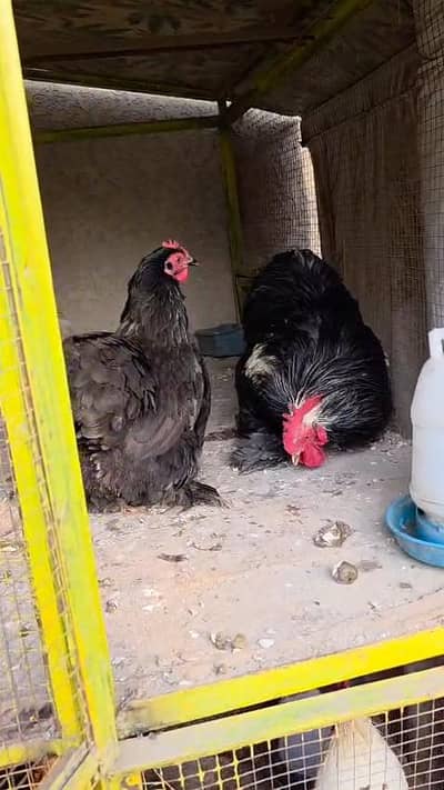 Bantam 2 pairs for sale