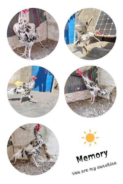 Mashallah  bireedr male  for sell