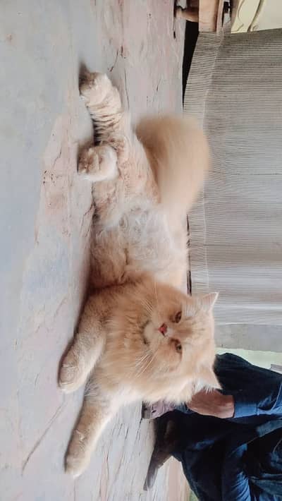 Pet Animal cat very friendly with all person malision breed cat