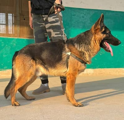 Double Coated German Shepherd 10 months old Male