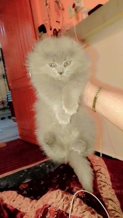Persian cat