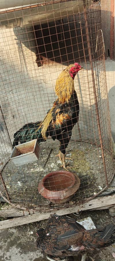 Thai vaitnam patha for sale long heigh ma hay