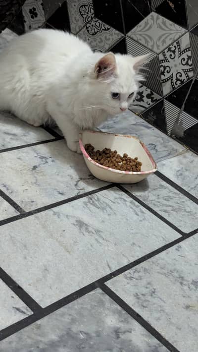 Blue Eyes Persian Kitten