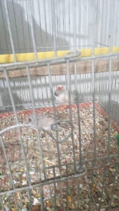 finches pair for sale