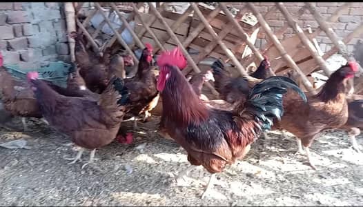 RIR Furtile Eggs & Chicks