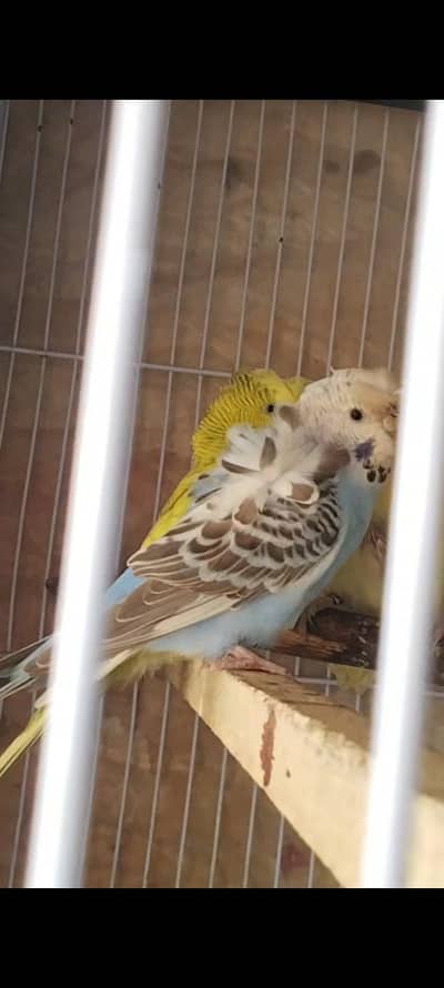 black wings hogoromo