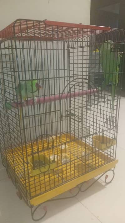 Kasmir raw parrot hand train