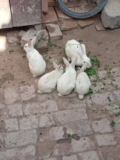 bridal pair han full