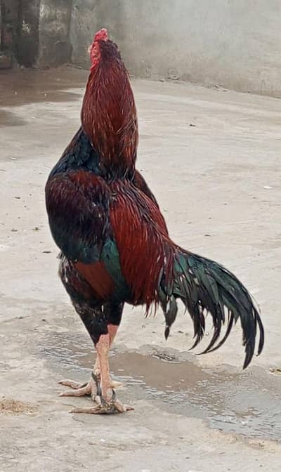 aseel Sindhi aur mianwali 100% guarante WhatsApp number +923048315136