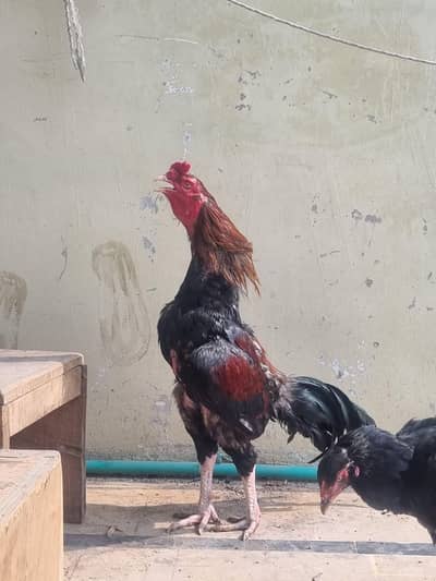 pure mian wali Lakha murgha for sale