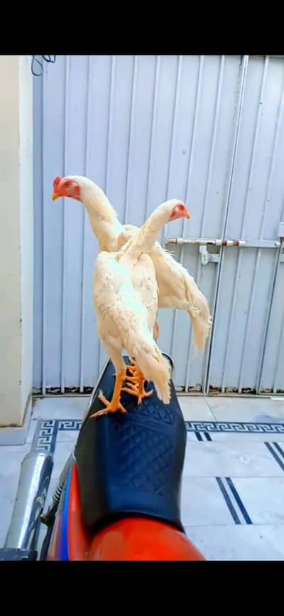 shamo pair 9 months  king size