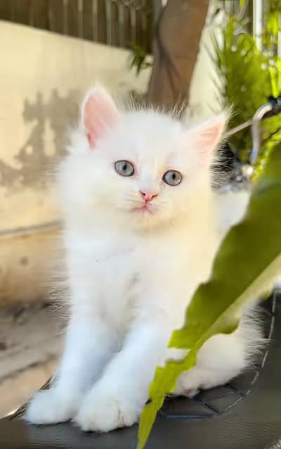 Cat | Persian | kittens | fluffy | fancy | 3 coated in low Price