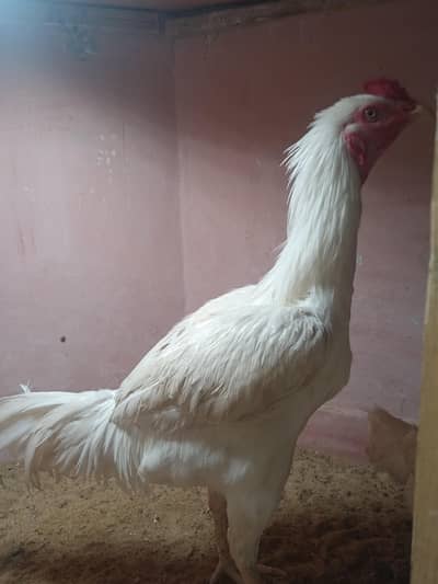 Pure White Aseel Type Long Neck Murga- Health & Active | Breading Pair
